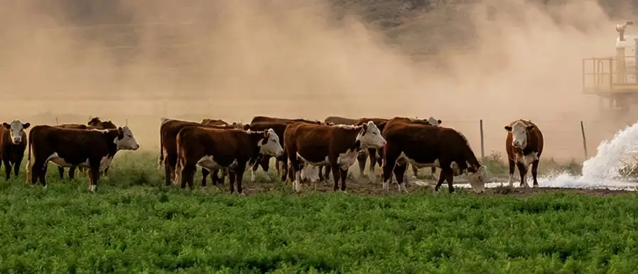 Equipo de perforación bombeando un gran caudal de agua subterránea para riego de alfalfa y bebederos de ganado Hereford en zona de barda en Neuquén.